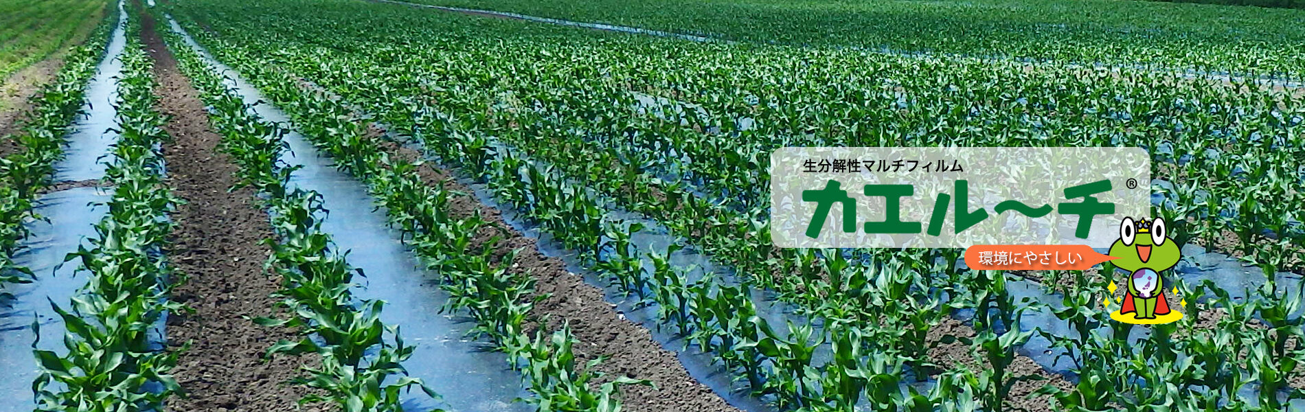 カエルーチ