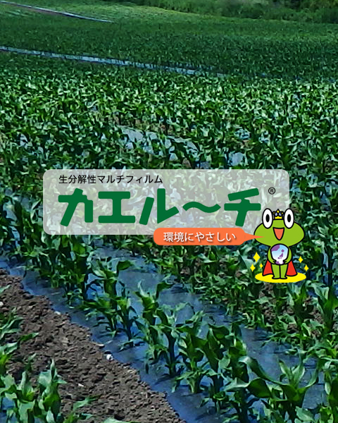 カエルーチ