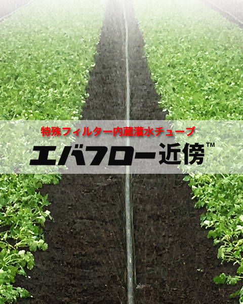 エバフロー近傍