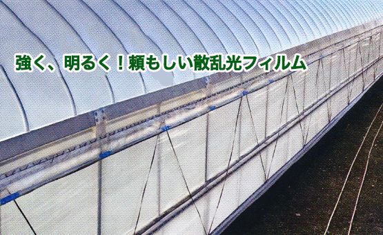 美サンランアグリスター