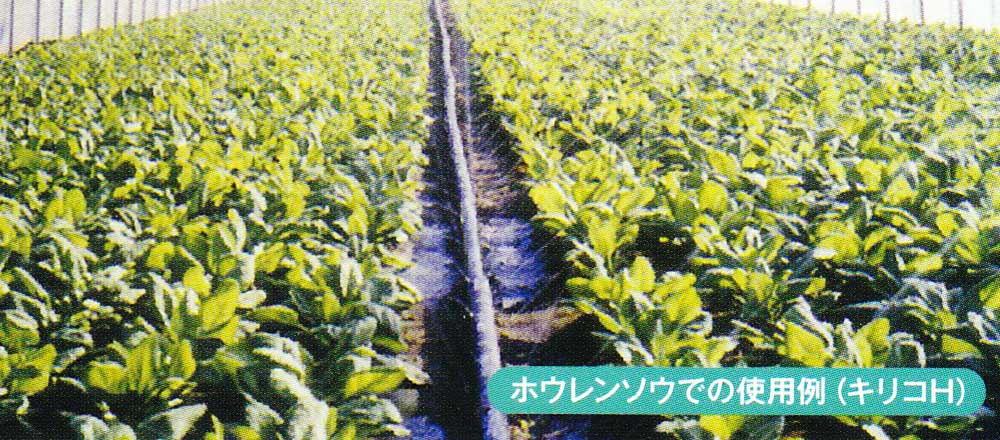 キリコ
