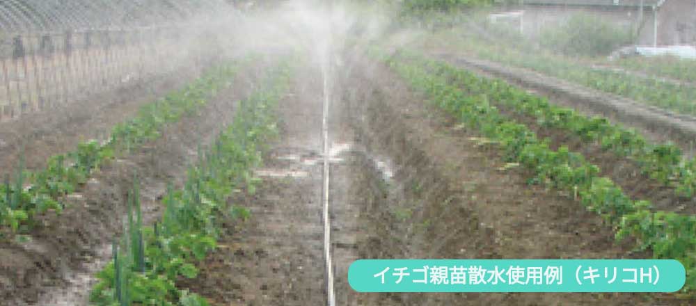 キリコ