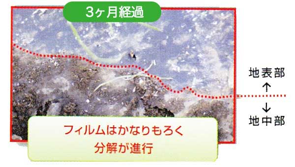 マルチ