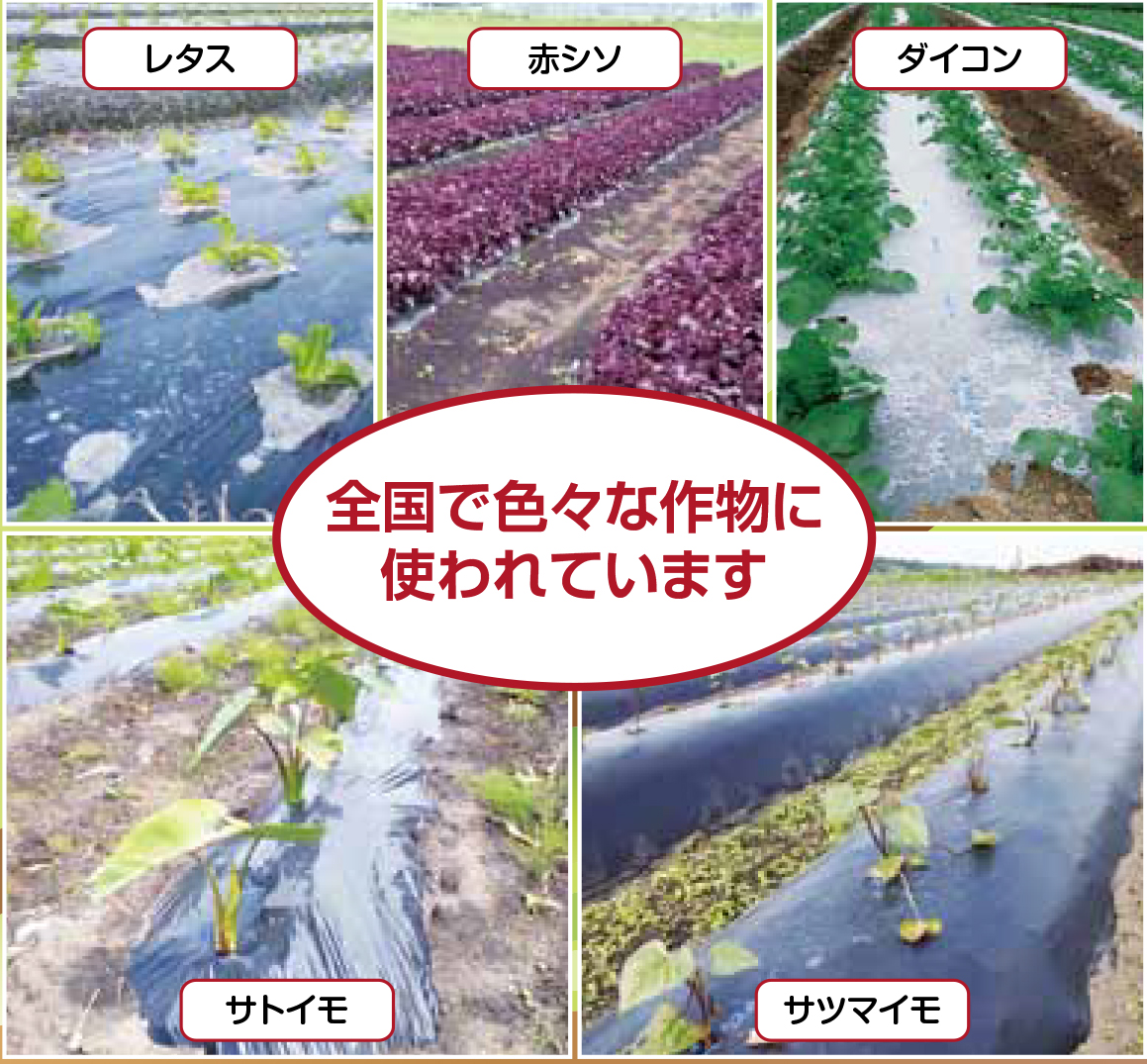 マルチ